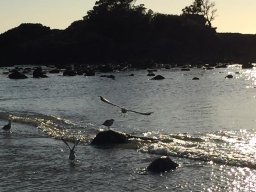 Opito Bay 2018